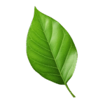 vecteezy 3d green leaf isolated on transparent background 48690619