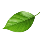 vecteezy 3d green leaf isolated on transparent background 48690619