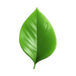 vecteezy ai generated 3d green leaf isolated on transparent background 36743863