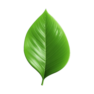 vecteezy ai generated 3d green leaf isolated on transparent background 36743863